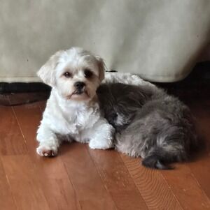 Meet your Posher, Linda